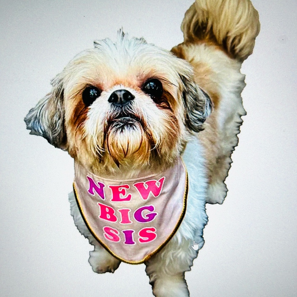 New Big Sis Pet Bandana